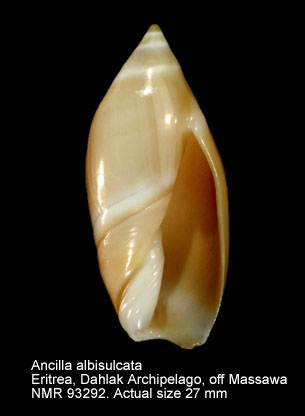 Ancilla albisulcata.jpg - Ancilla albisulcata (G.B.Sowerby,1830) 